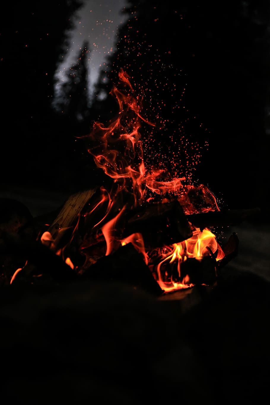 bonfire at forest, focus photography of firewood at nighttime HD wallpaper