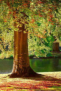 green leaf tree beside river, summer, autumn, fall, rust, leaves HD wallpaper