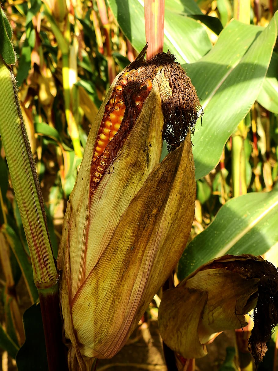 corn, ear, food, cereals, agriculture, grain, arable, harvest