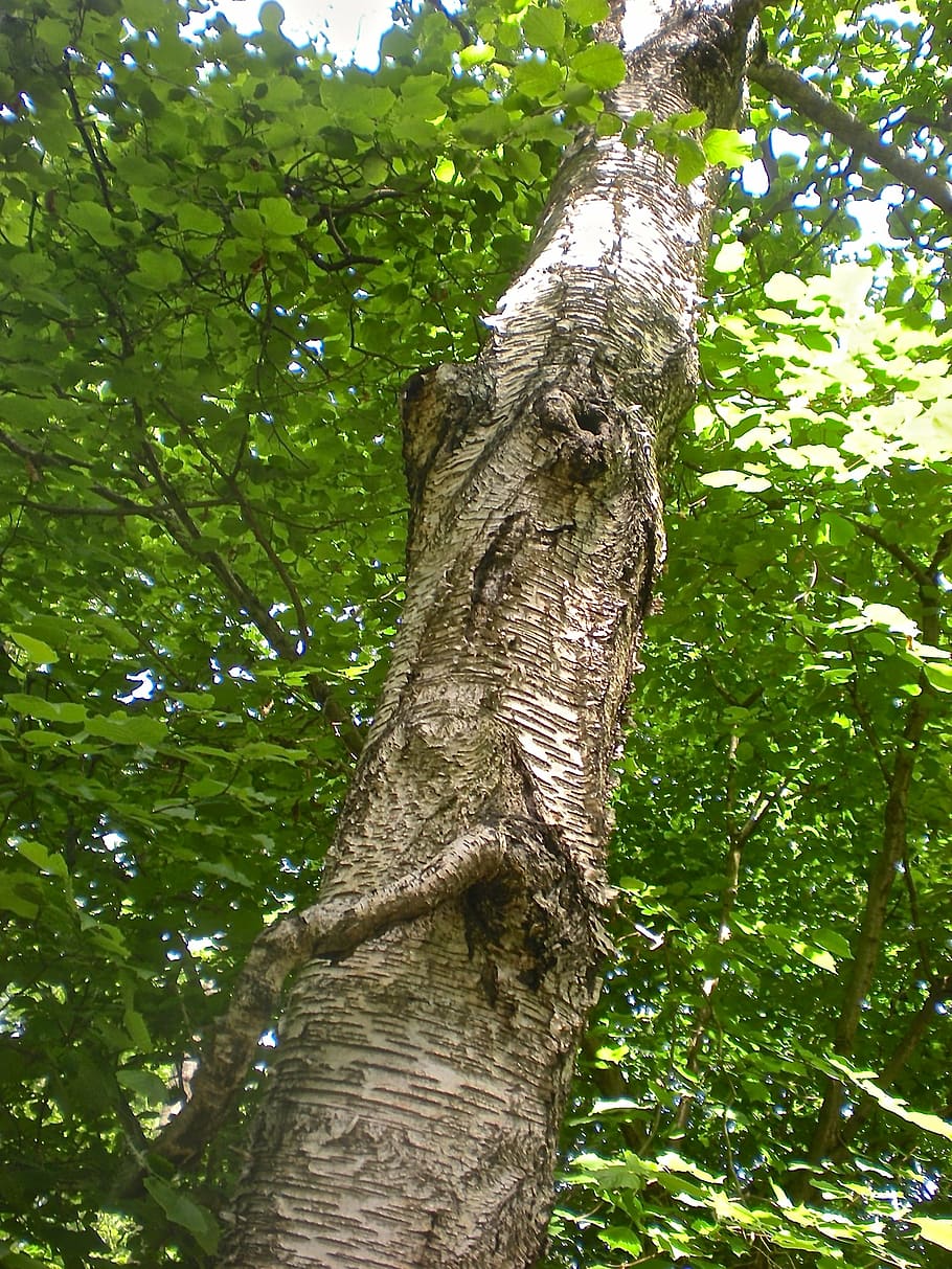 tree, forest, bark, tribe, summer, nature, tree Trunk, outdoors HD wallpaper