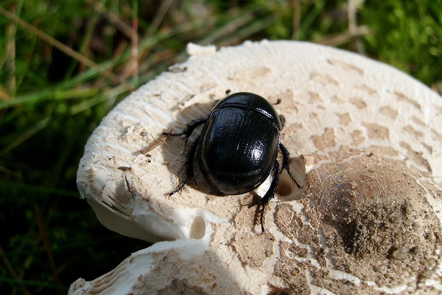 beetle, insect, macro, nature, mushroom, animal themes, animals in the wild HD wallpaper