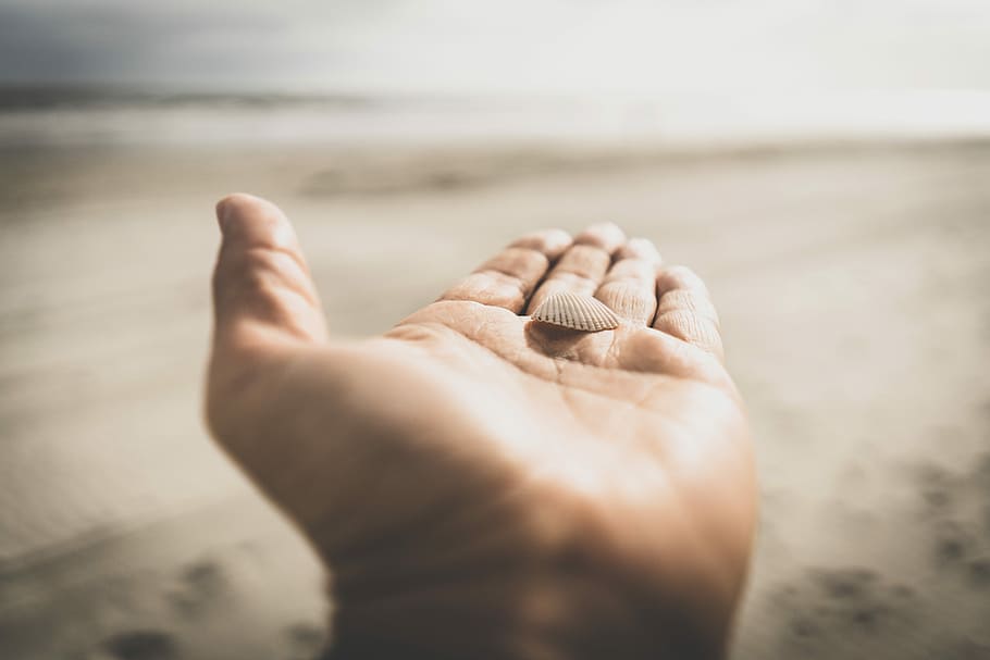 white clamshell on left human palm, person holding seashell near seashore HD wallpaper