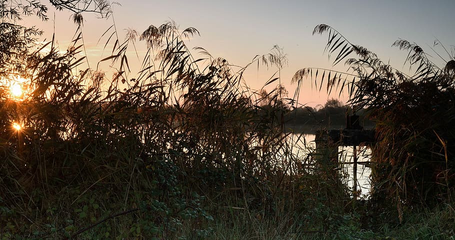 nature, tree, dawn, panoramic, pond, water, sky, plant, sunset HD wallpaper
