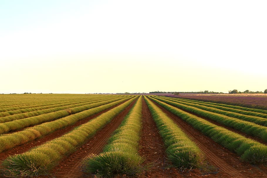 fields, green, earth, green fields, agriculture, landscape HD wallpaper