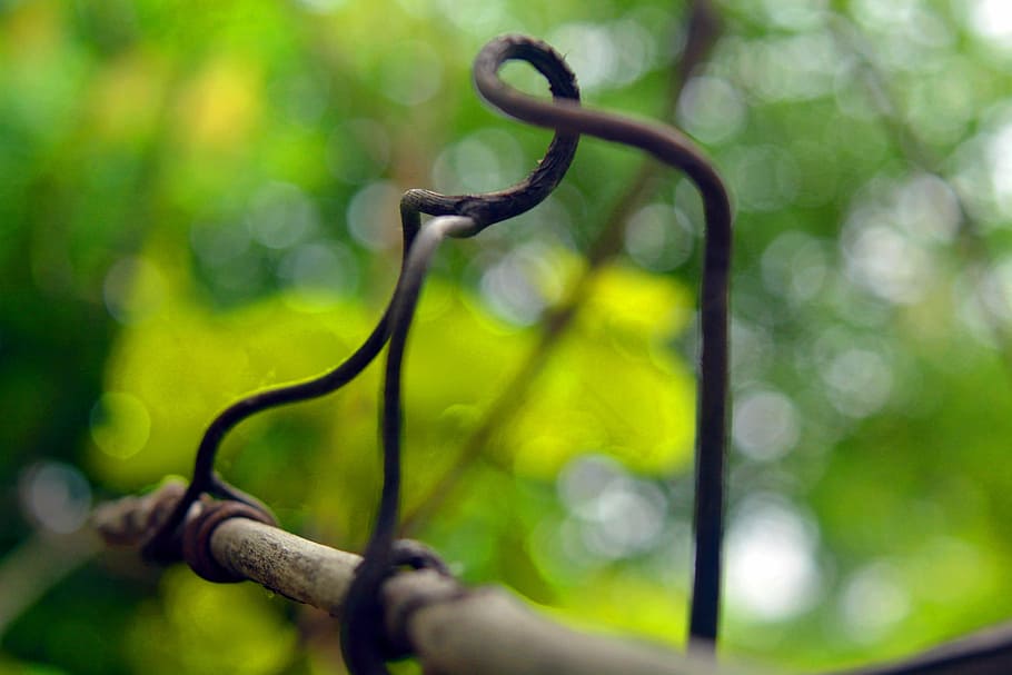 vine, dim, plant, nature, outdoors, focus on foreground, no people HD wallpaper