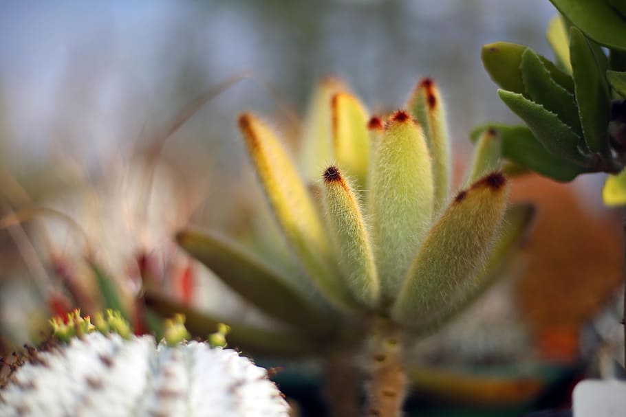 cacti, succulent, succulent plants, growth, beauty in nature HD wallpaper