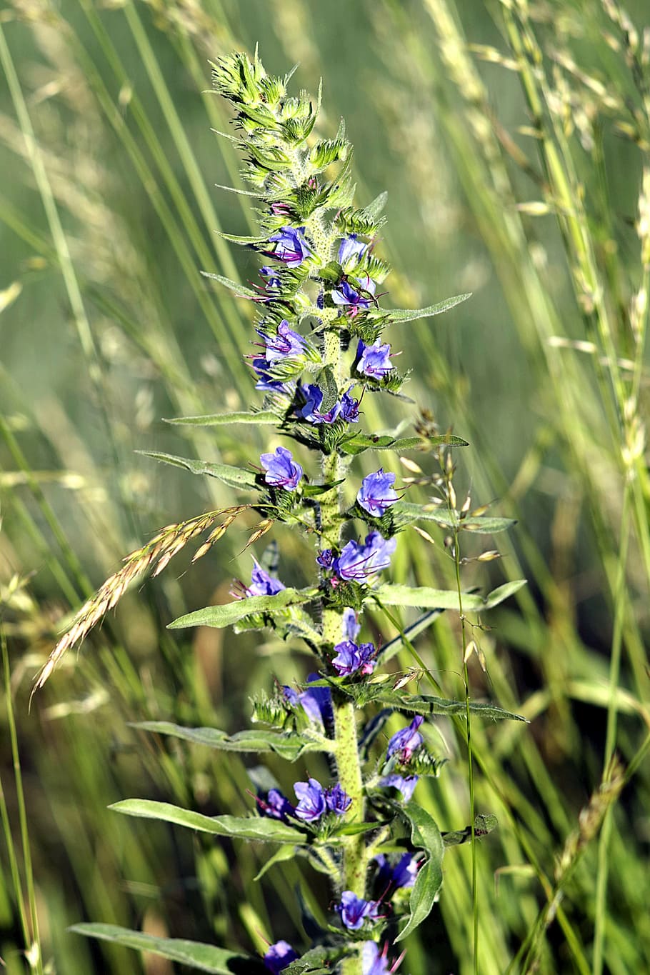 flower, grasshopper, blue, corn, weed, the cultivation of, agriculture HD wallpaper
