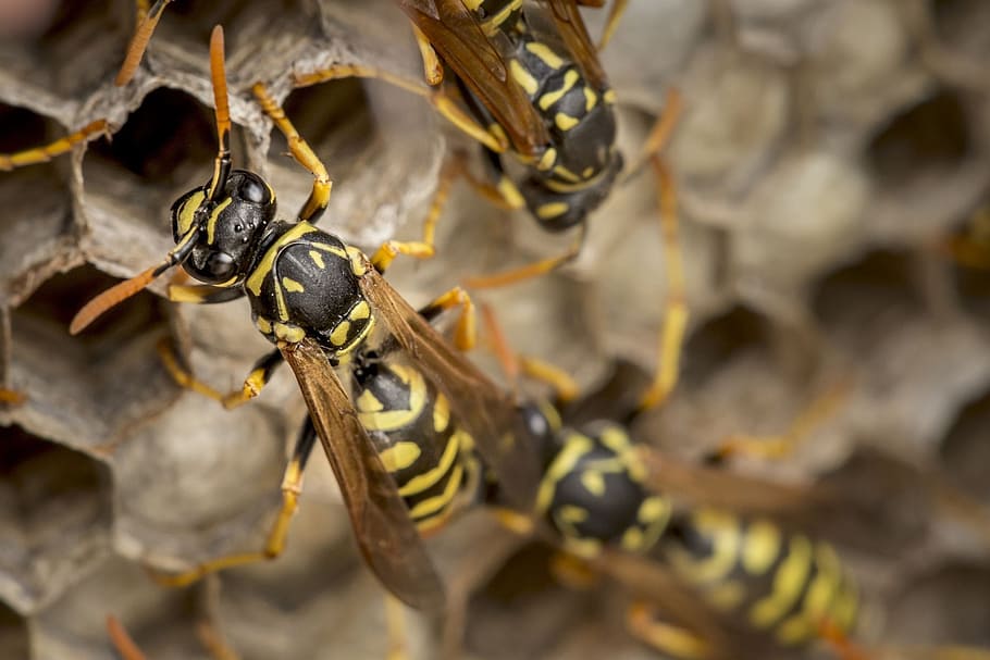 Wasp, Honey Bee, Bee, Honey, bees, insect, fly, yellow, animals in the wild HD wallpaper