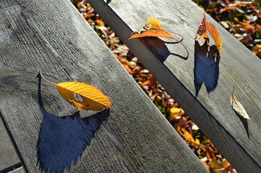 autumn, leaf, fall, yellow, season, color, october, colorful HD wallpaper