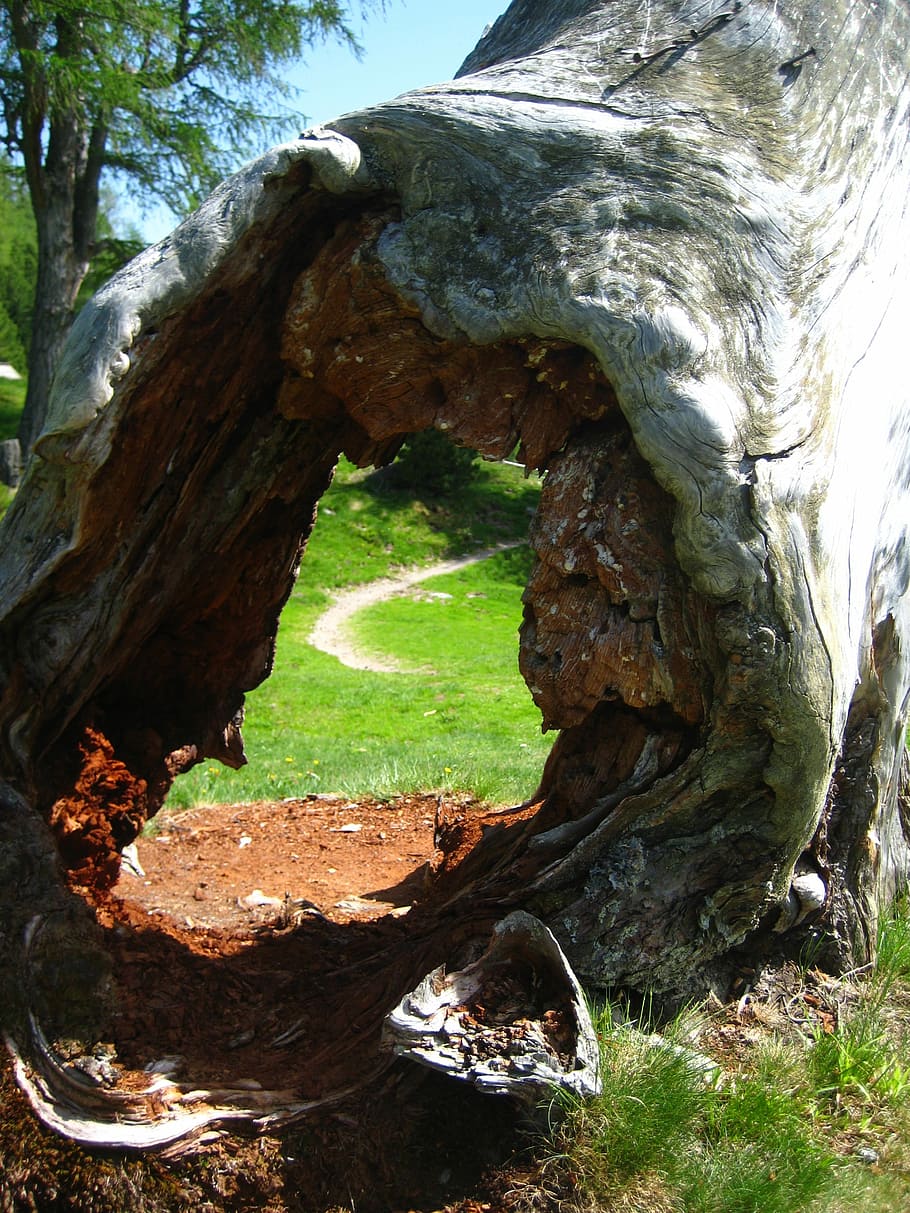 Log, Hole, Away, Mountains, Wood, Nature, tribe, forest, structure HD wallpaper