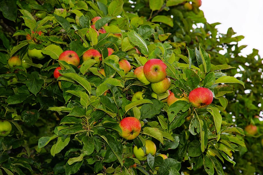 red and green apples, apple tree, fruit, fruits, garden, healthy HD wallpaper