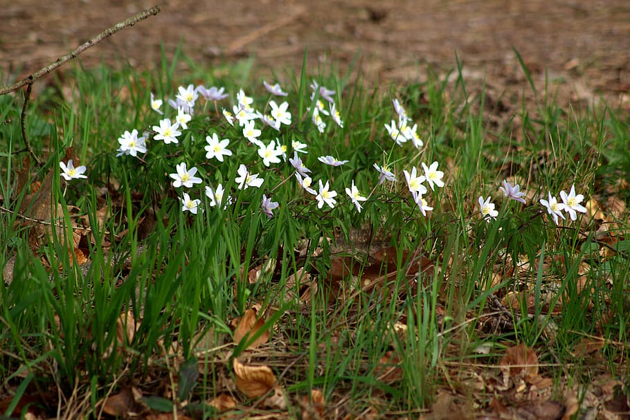 forest, flower, nature, forest floor, spring flower, flowering plant HD wallpaper