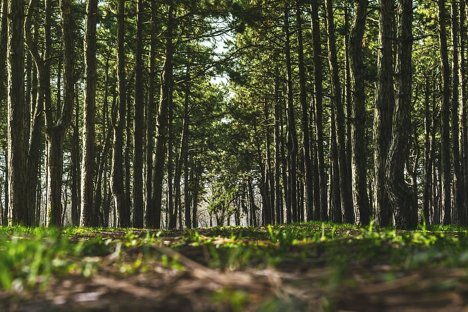 green grass between trees, greenery, forest, forest floor, forest path HD wallpaper