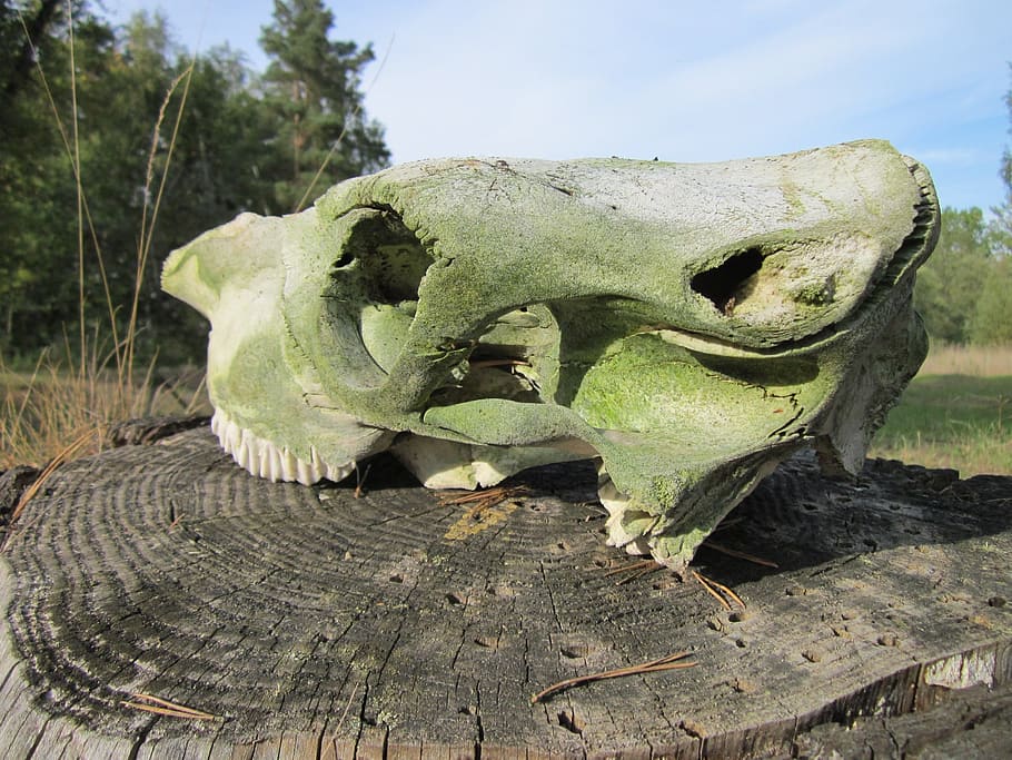 Skull, Bone, Animal, Teeth, Death, skeleton, horror, symbol HD wallpaper