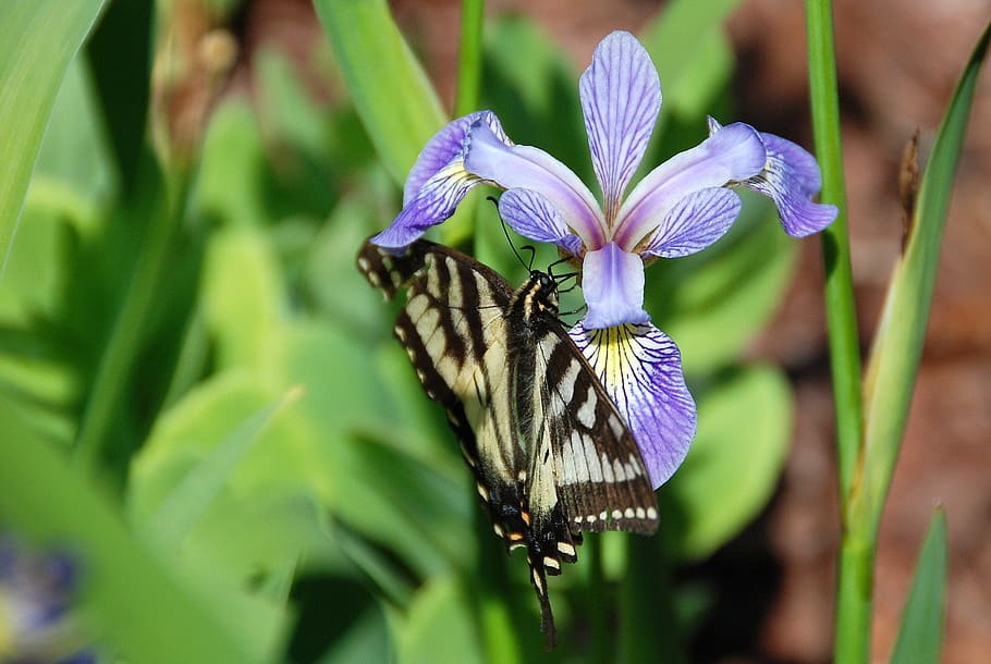 flower, purple, iris, blue flag, harlequin blueflag, larger blue flag HD wallpaper