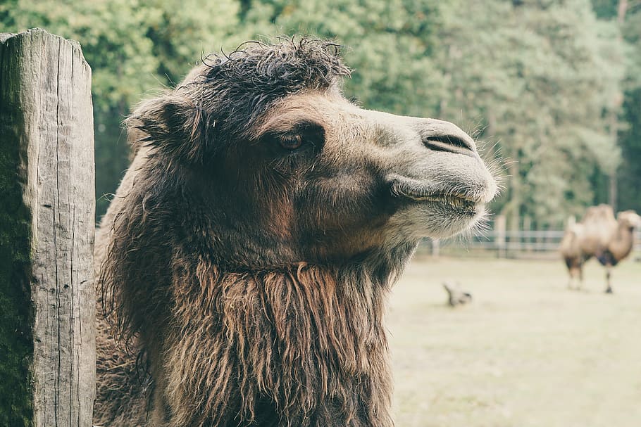 camel, captivity, wood, brown, fluffy, nature, fence, autumn HD wallpaper