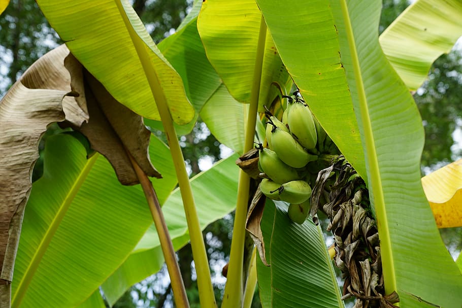 HD wallpaper: bananas, tree, green, leaf, banana tree, plant part ...