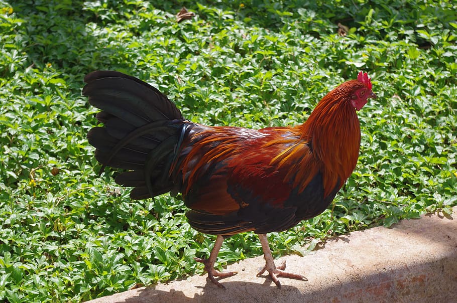 chicken, hen, bird, feather, poultry, animal themes, one animal HD wallpaper