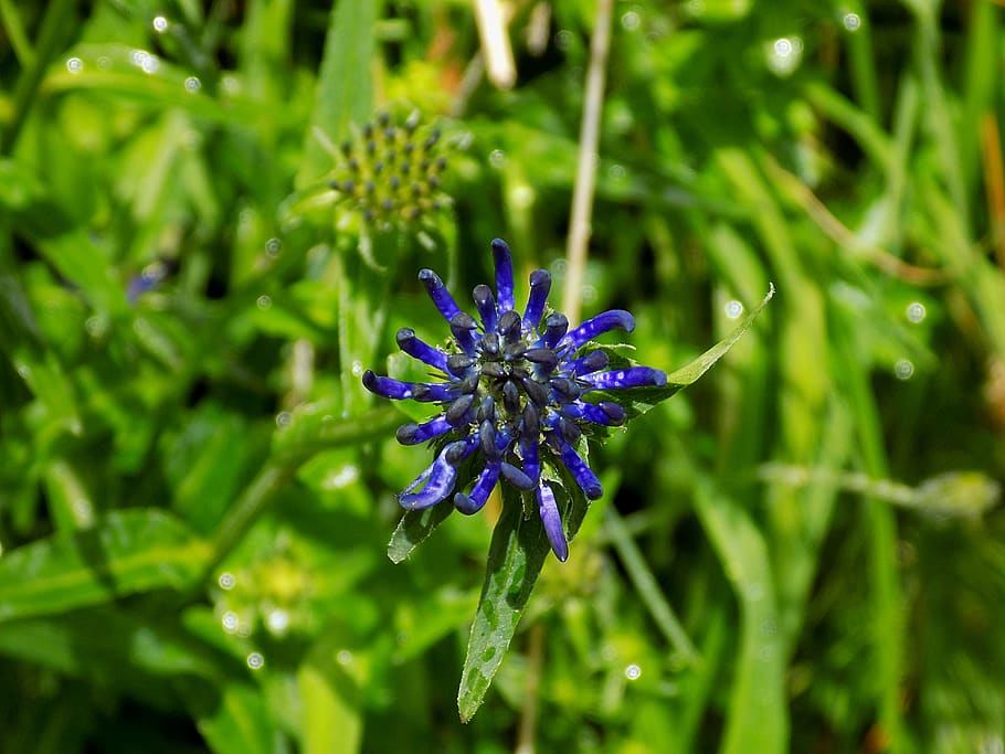 devil's claw, flower, blue, blossom, bloom, spherical devil's claw HD wallpaper