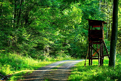 forest, hunting, delight, perch, hunter, wood, nature, landscape HD wallpaper