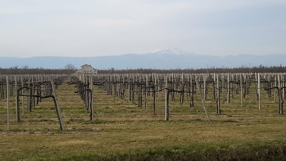 vineyard, wine, land, no people, field, agriculture, landscape HD wallpaper