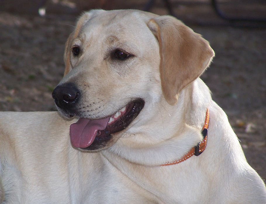 labrador retriever, dog, nice head, canine, one animal, pets HD wallpaper