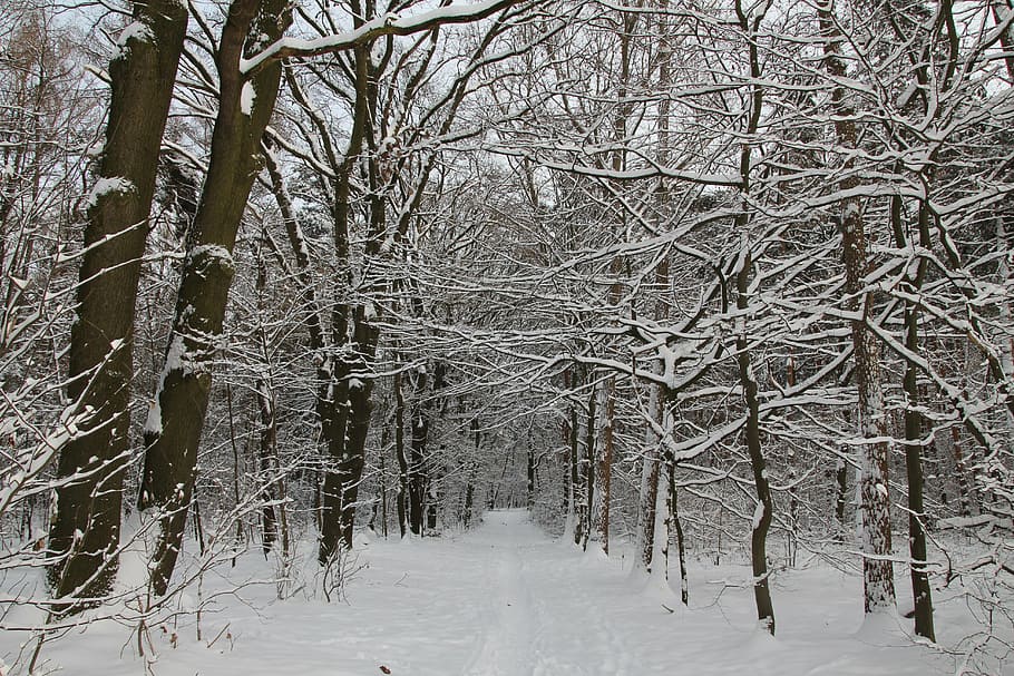 forest, winter, snow, trees, aesthetic, forest path, cold temperature, HD wallpaper