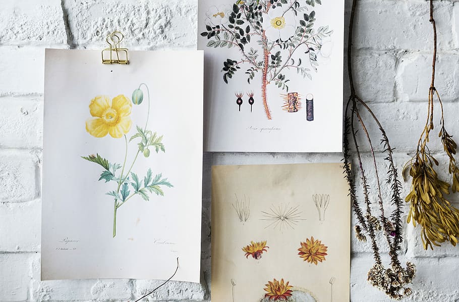 three assorted flowers, art, drawing, wall, white, plant, nature HD wallpaper