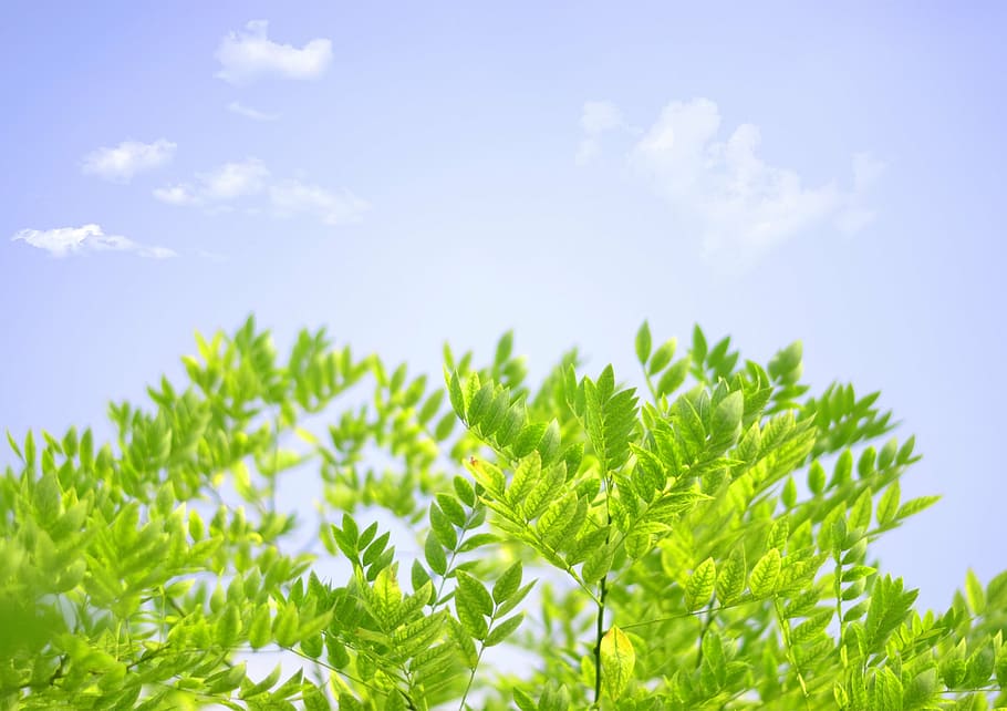 selective focus photography of double-compound leaves, the scenery HD wallpaper
