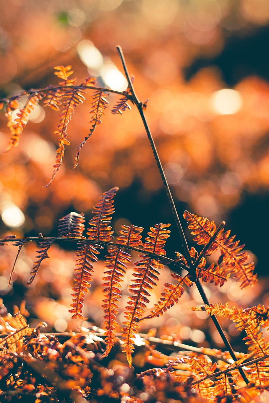 autumn, plant, fall, sunlight, red, tree, outdoor, vibrant HD wallpaper