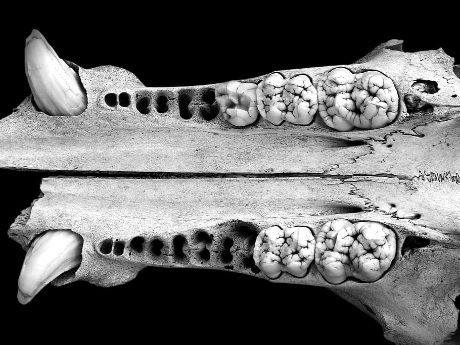 Jaw, Fangs, Teeth, Skull, Wild Pig, bones, healthcare and medicine HD wallpaper