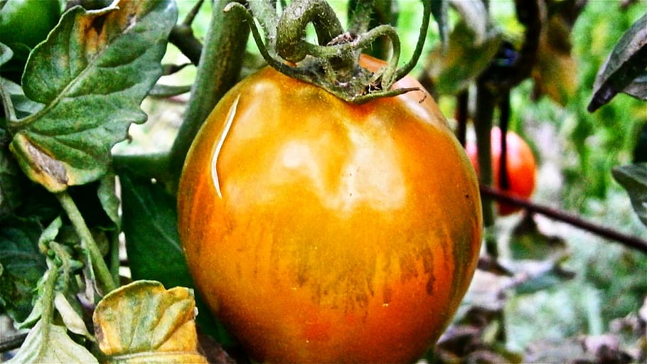Fruit, Tomato, Vegetable, Nature, vegetables, food and drink HD wallpaper