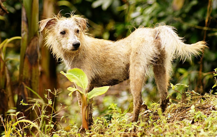 nature, in, colombian, dog, animal, outdoors, pets, grass, mammal HD wallpaper