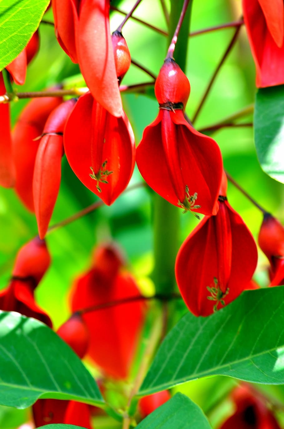 red, leaves, green, plans, nature, plant, leaf, plant part HD wallpaper
