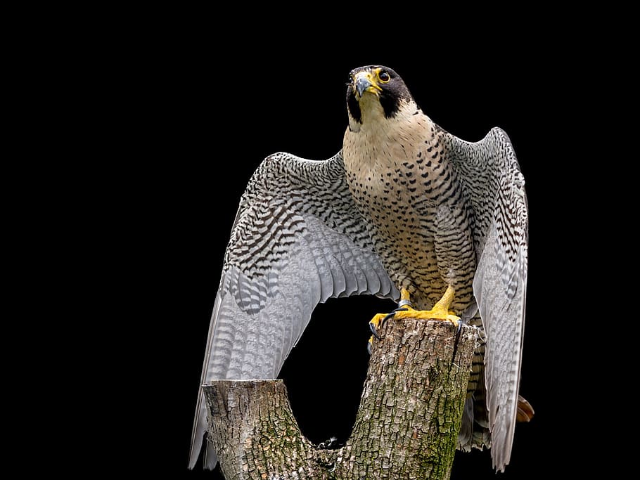 Falcon - bird 1080P, 2K, 4K, 5K HD wallpapers free download | Wallpaper  Flare