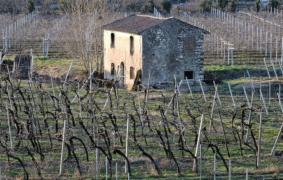house, old, vineyard, ancient, field, construction, rural Scene HD wallpaper