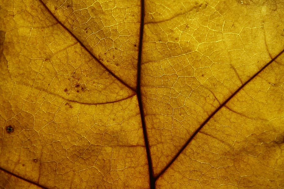 leaf, structure, pattern, texture, background, nature, backgrounds HD wallpaper