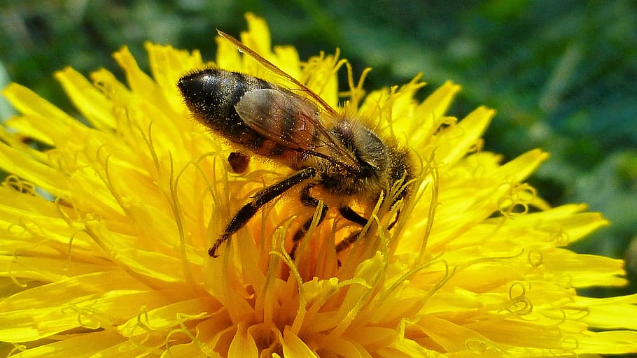nature, flower, insect, bee, summer, pollination, pollen, honey HD wallpaper
