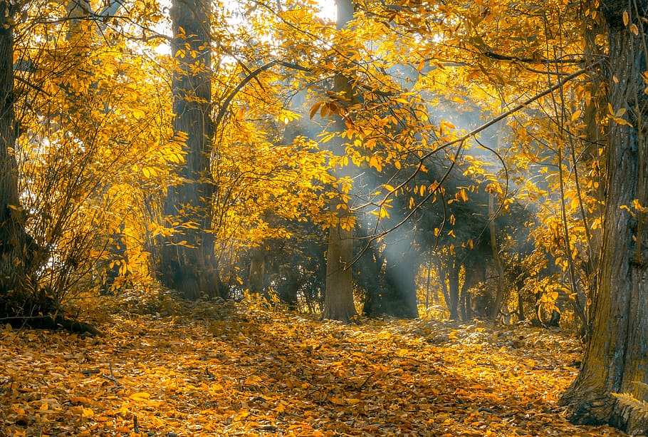 autumn season reflecting sun ray on trees, fall, golden hour, HD wallpaper