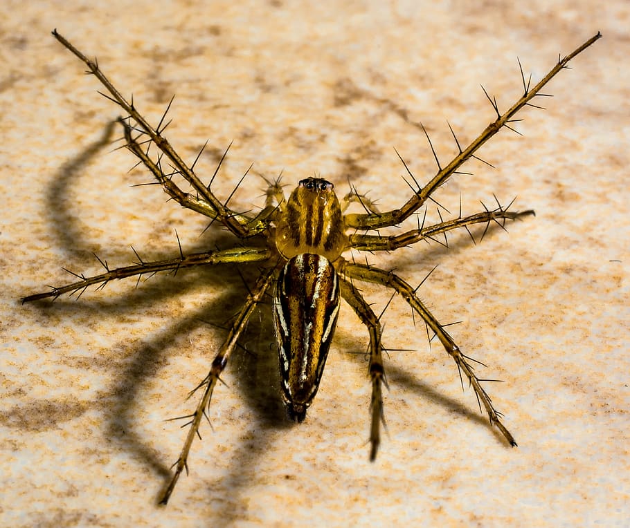 small spider, arachnids, close, insect, animal, nature, wildlife HD wallpaper
