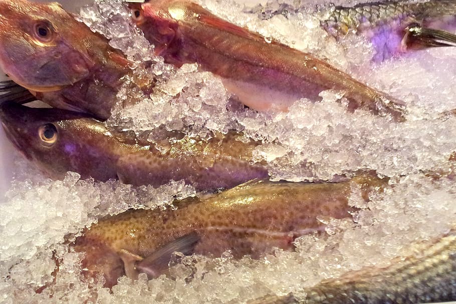 fish, raw, food, fishmonger, sea, food and drink, close-up HD wallpaper