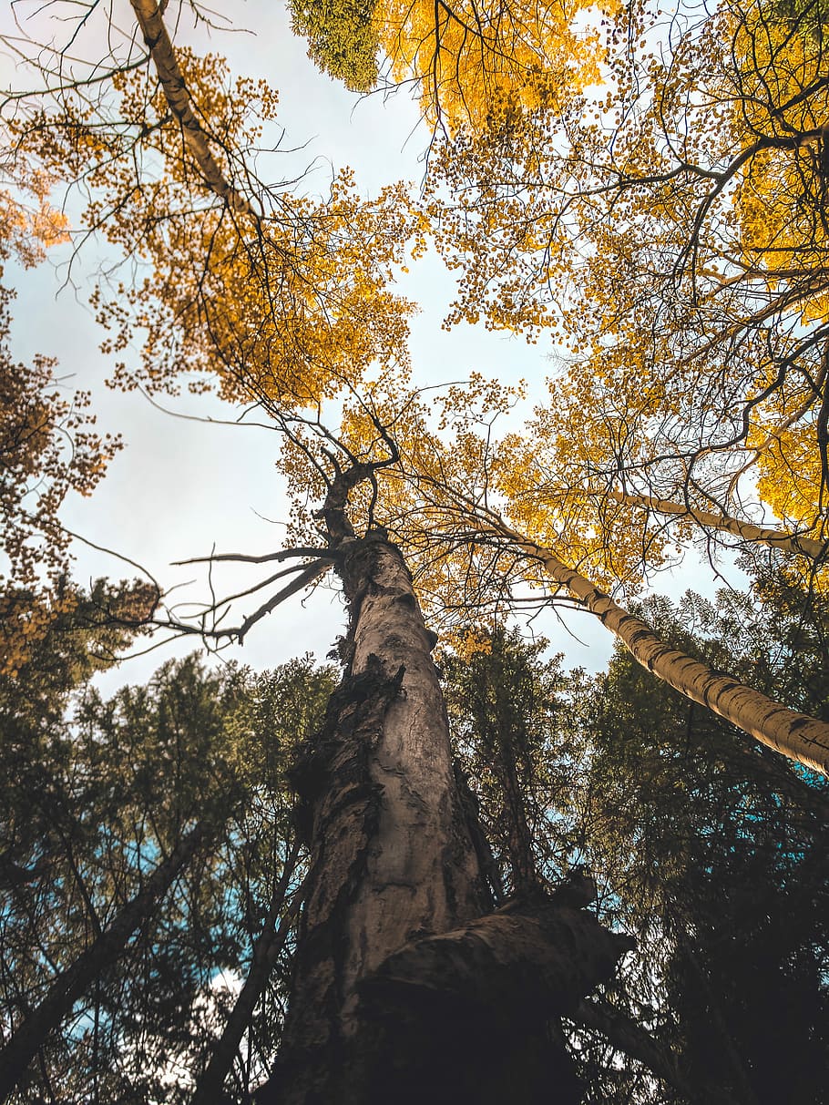 yellow leafed tree, low angle photo of brown leaf trees during daytime HD wallpaper