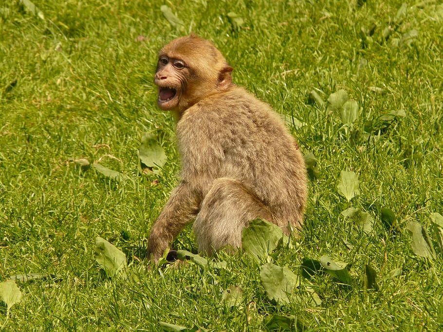 monkey mountain, salem, barbary ape, animal, monkey baby, animal themes HD wallpaper