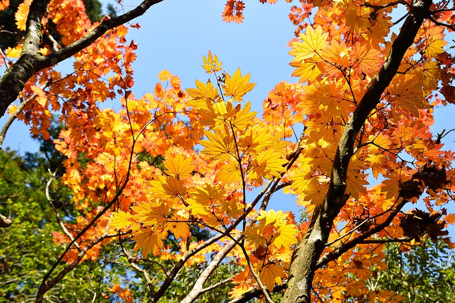 HD wallpaper: japan, autumn, autumnal leaves, fall of japan, landscape ...