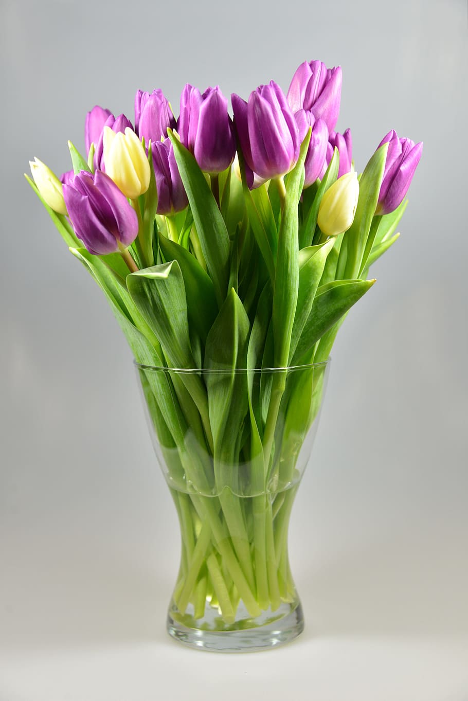 purple and yellow tulips, flower vase, bouquet, flowers, birthday bouquet