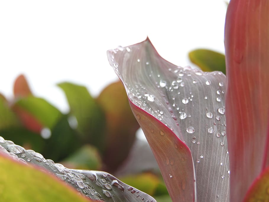 nature, plant, flower, leaf, drop, water, wet, growth, close-up HD wallpaper