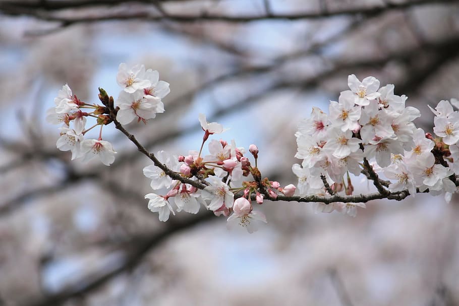 cherry, spring, japan, flower, cherry blossom, fragility, springtime HD wallpaper