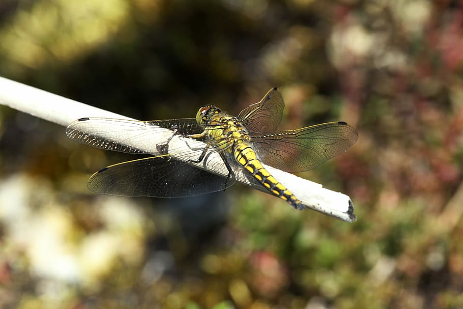 Dragonfly, Insect, Nature, Source, Virgin, source virgin, two striped HD wallpaper