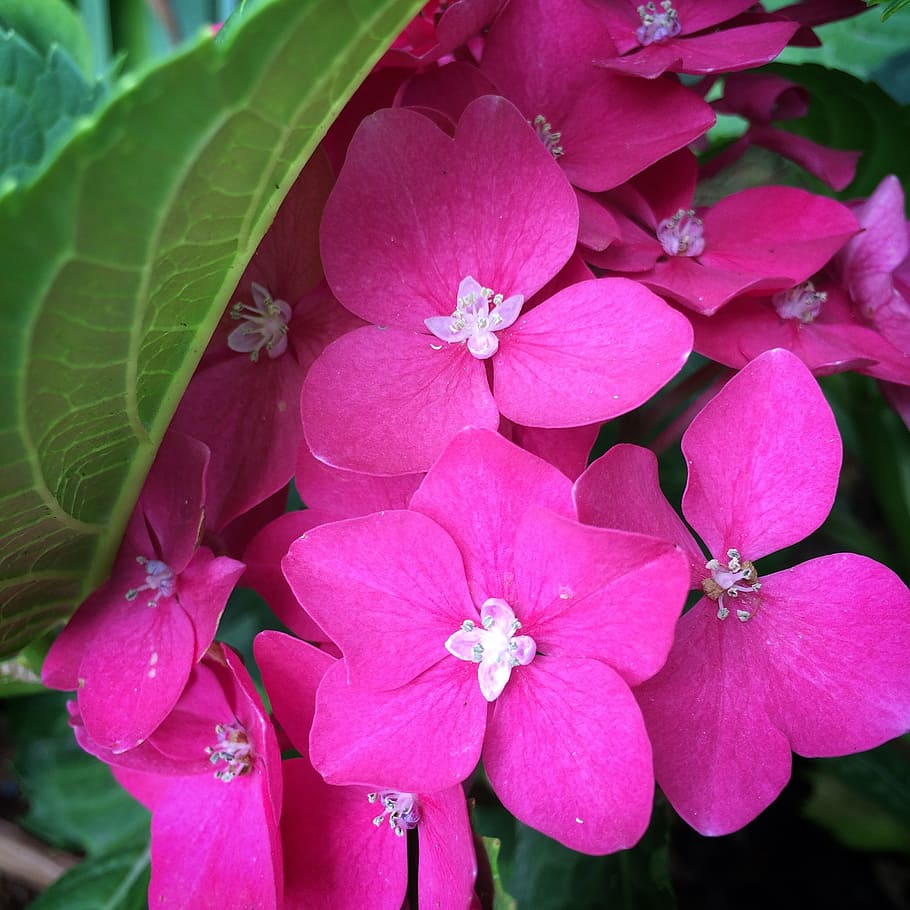 flower, sprig, pink flower, spring, beautiful, flowers, nature HD wallpaper
