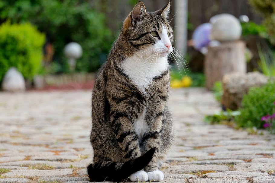 gray and white cat sitting on gray brick pavement near green leaf shrub HD wallpaper
